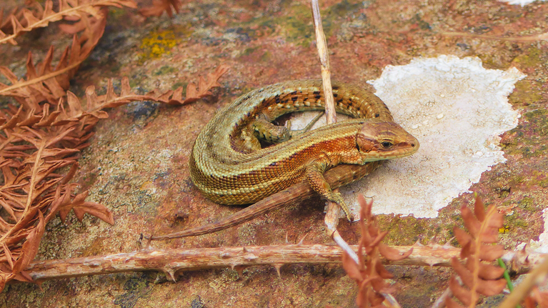 A common lizard basking in the sun, perched on the basalt columns at the Giant's Causeway